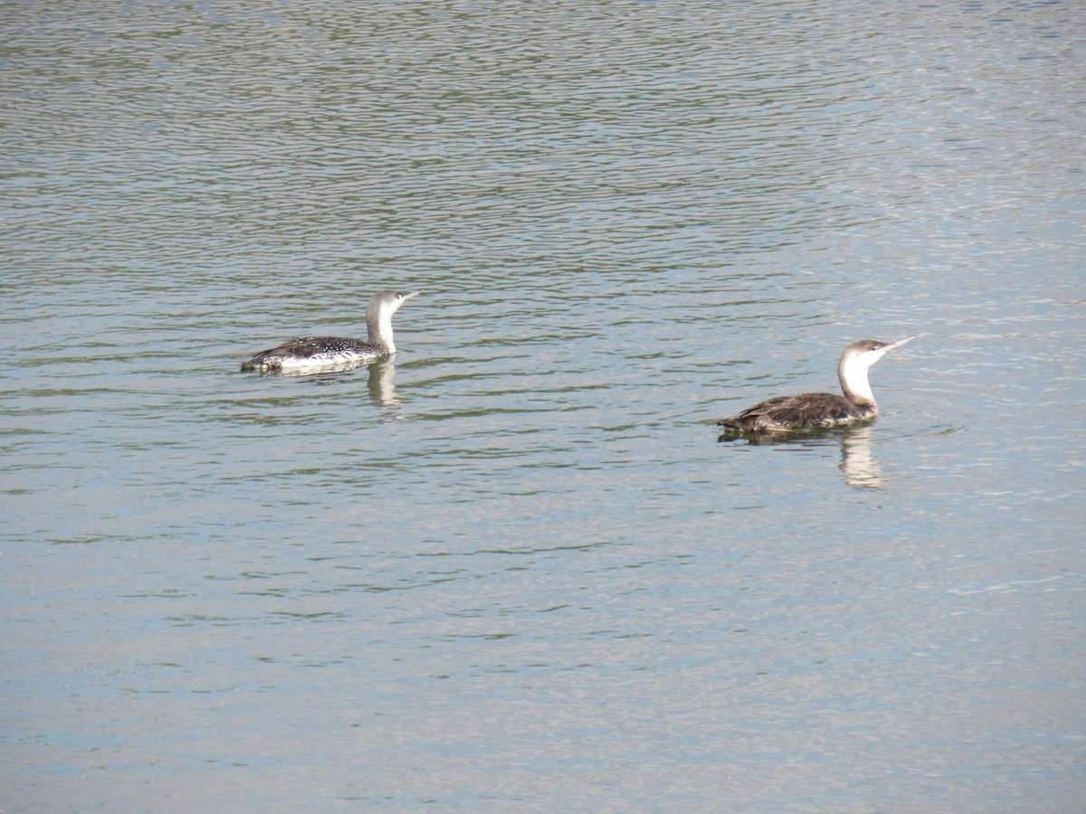 Red-throated Loon - ML450186411