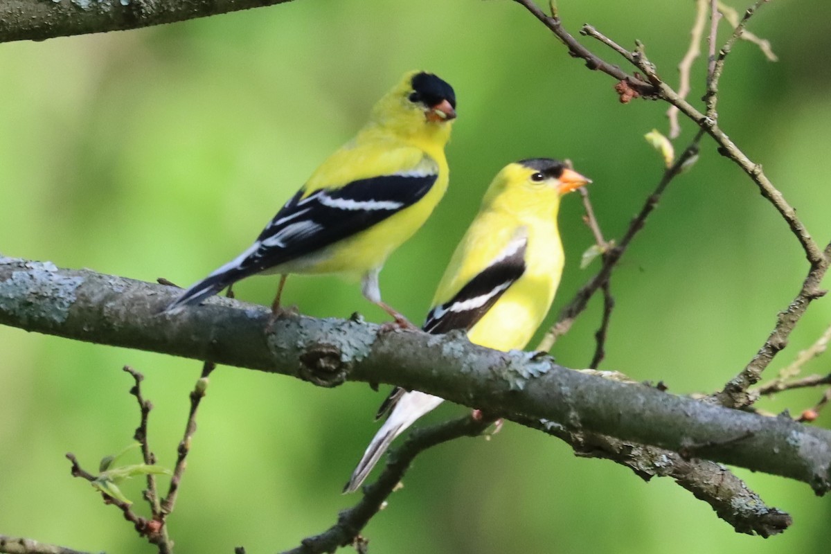 American Goldfinch - Subodh Ghonge