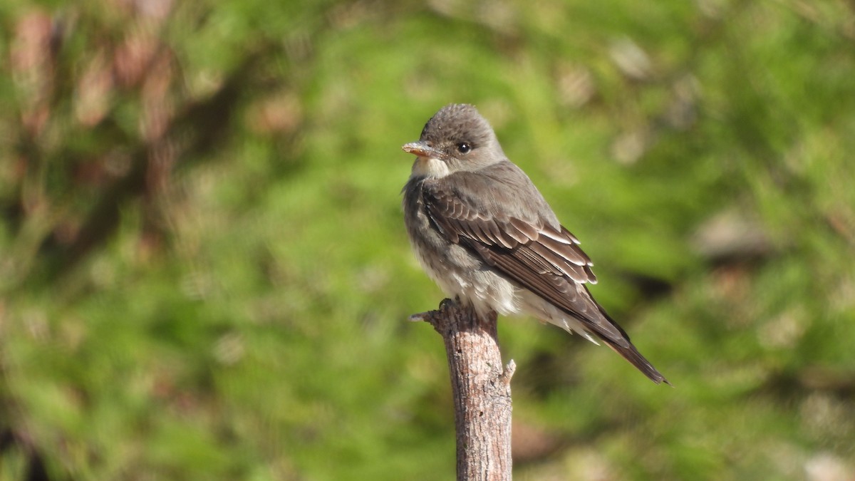 Olive-sided Flycatcher - Karen Evans