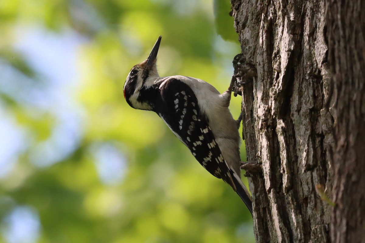 Hairy Woodpecker - Subodh Ghonge