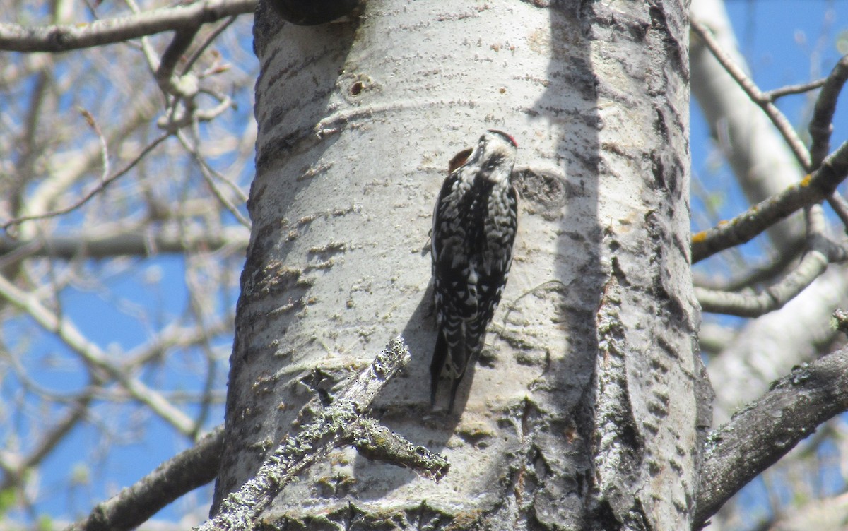 Yellow-bellied Sapsucker - ML450187971