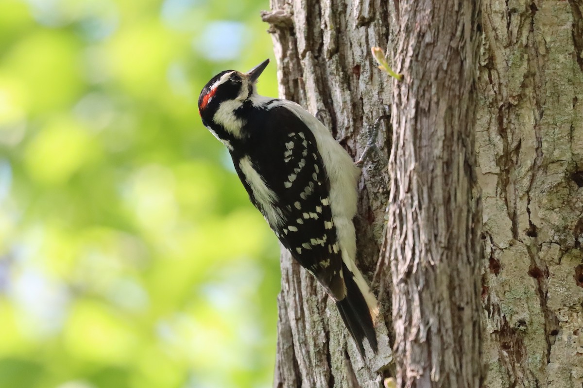 Hairy Woodpecker - Subodh Ghonge