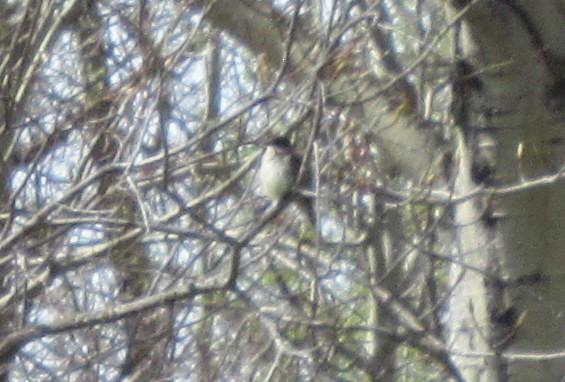 Eastern Phoebe - ML450188021