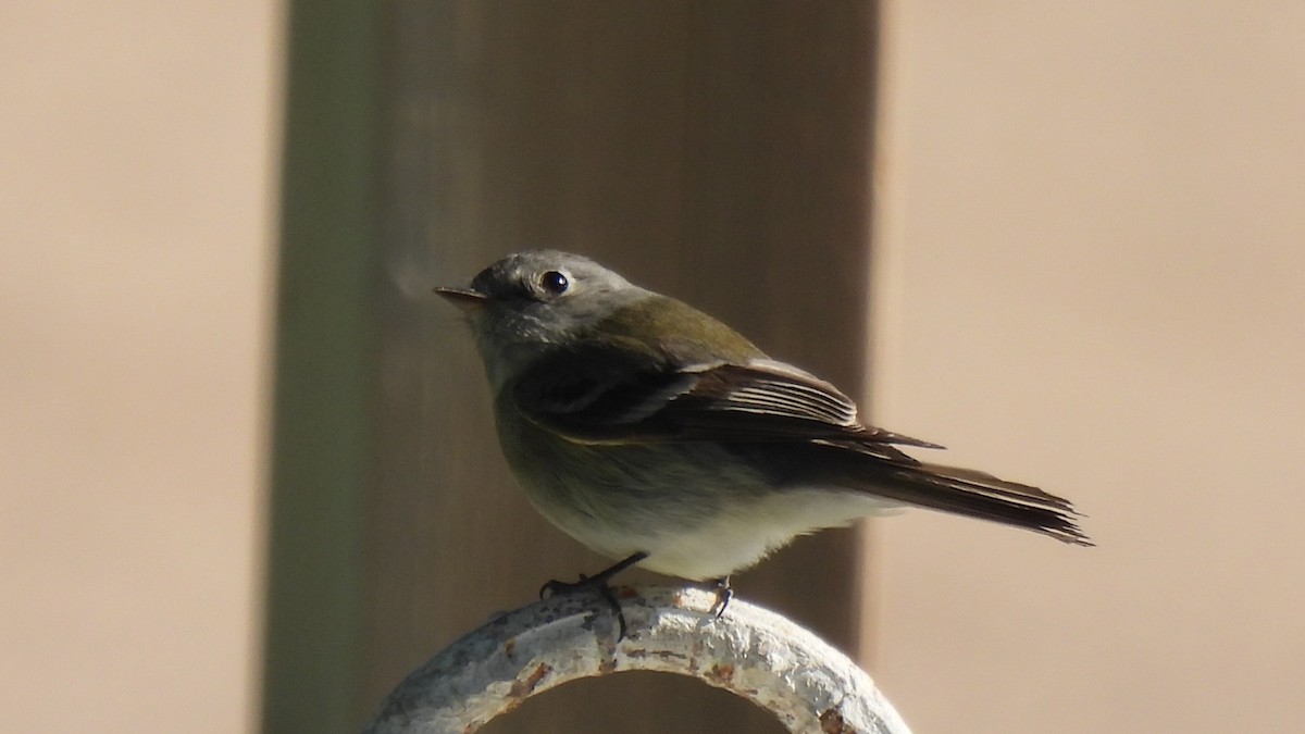 Hammond's Flycatcher - ML450188071