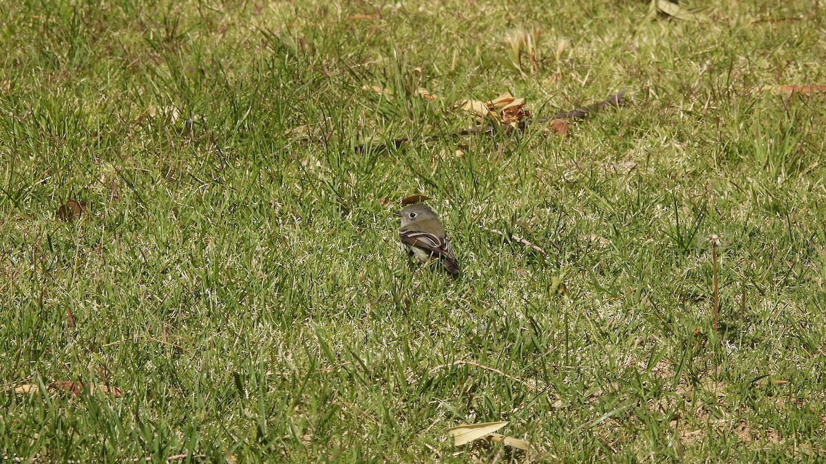 Hammond's Flycatcher - ML450188091