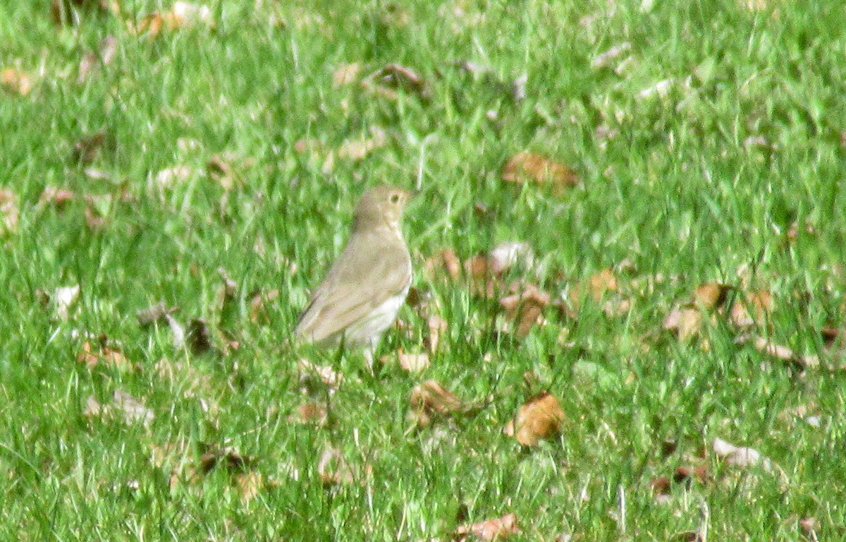 Swainson's Thrush - ML450188351