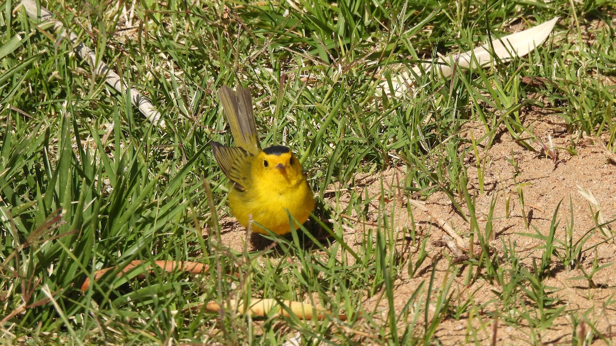 Wilson's Warbler - ML450188401