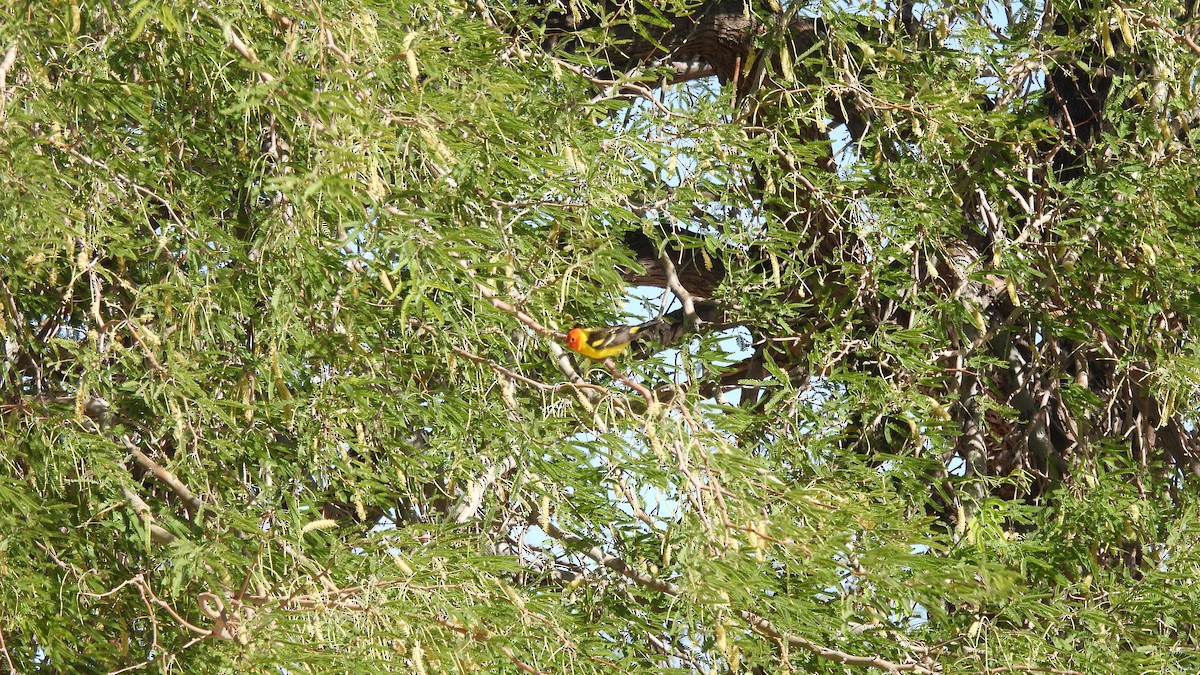 Western Tanager - ML450188481