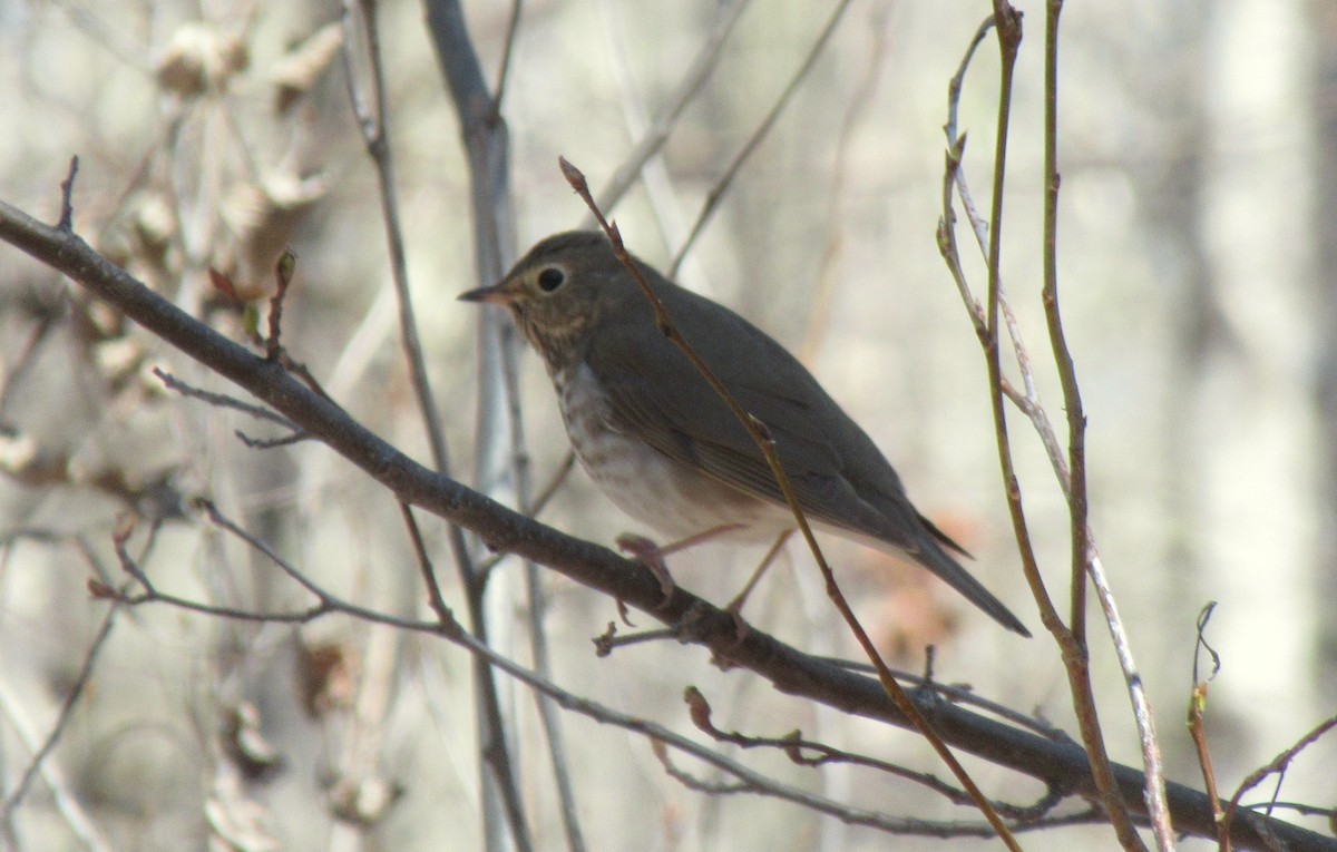 Hermit Thrush - ML450188531