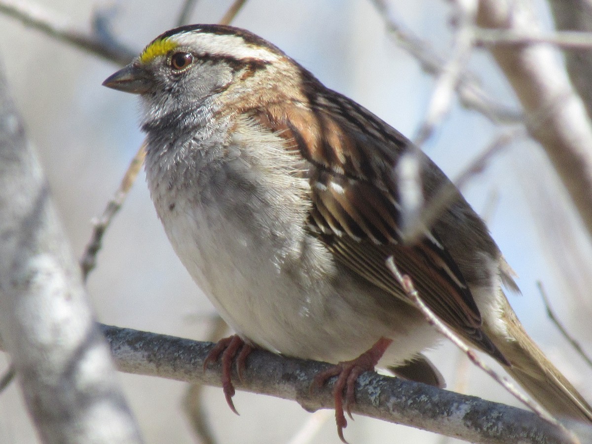 White-throated Sparrow - ML450188811