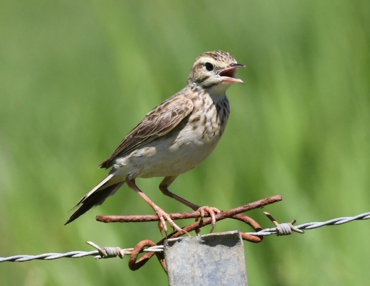 Australian Pipit - ML45018921