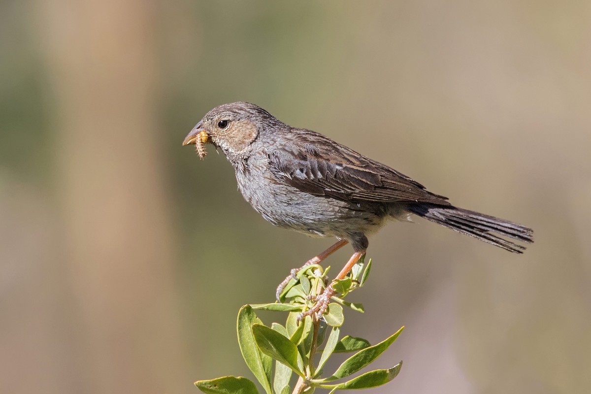 Mourning Sierra Finch - Pio Marshall