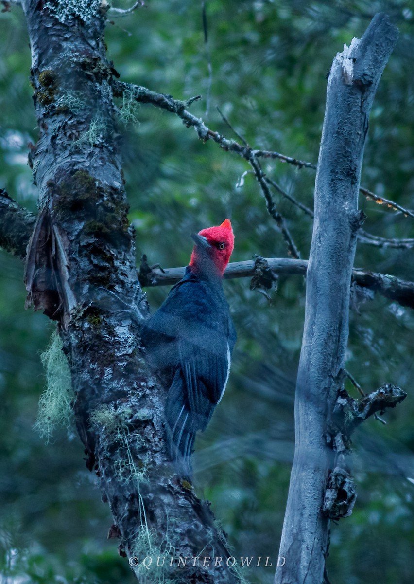 Magellanic Woodpecker - ML450190441