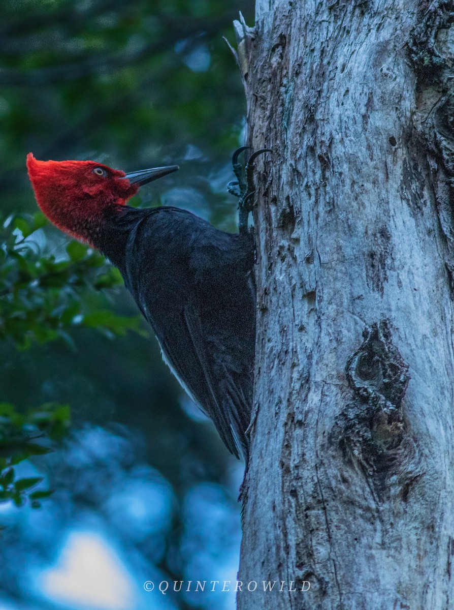 Magellanic Woodpecker - ML450190541