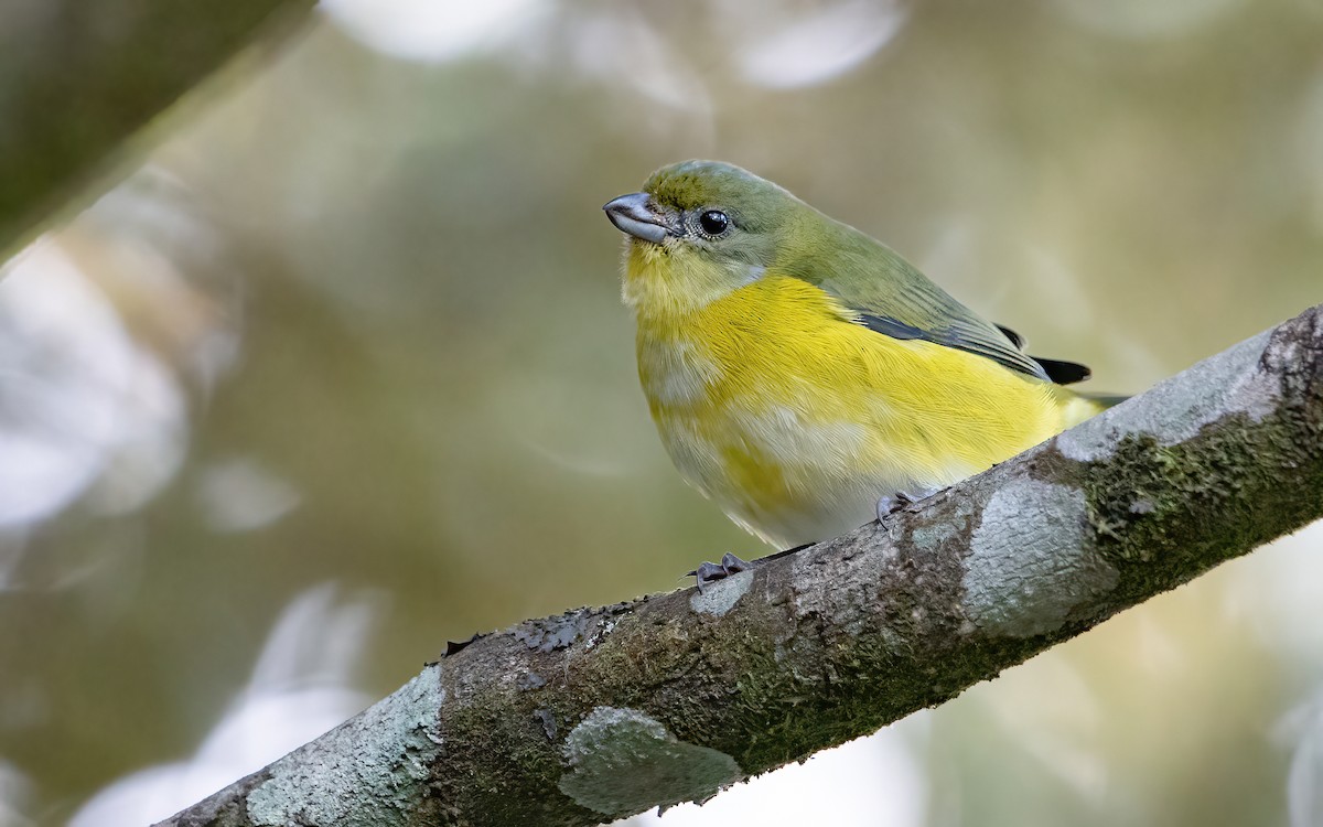 Yellow-throated Euphonia - ML450190731