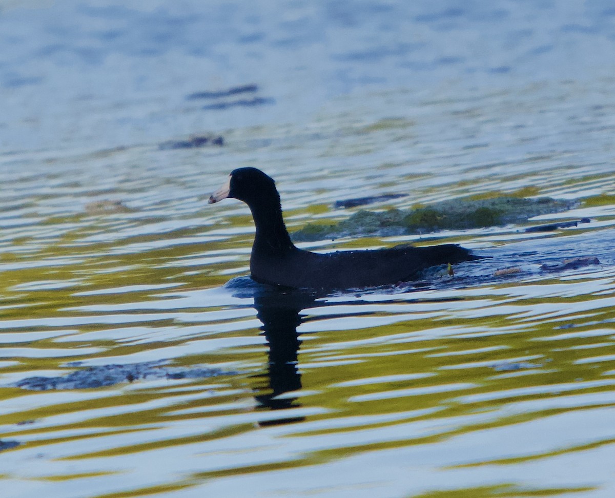 American Coot - ML450190961