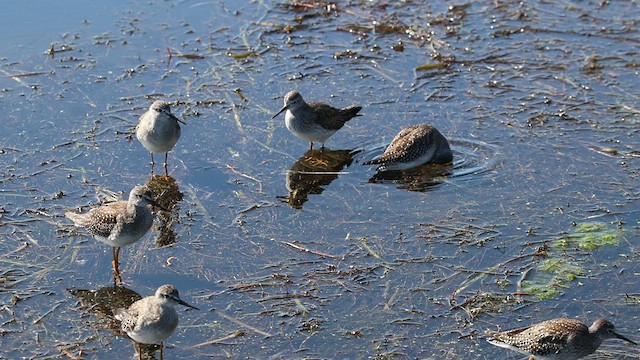 Lesser Yellowlegs - ML450191381