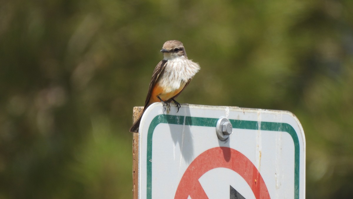 Vermilion Flycatcher - ML450191681