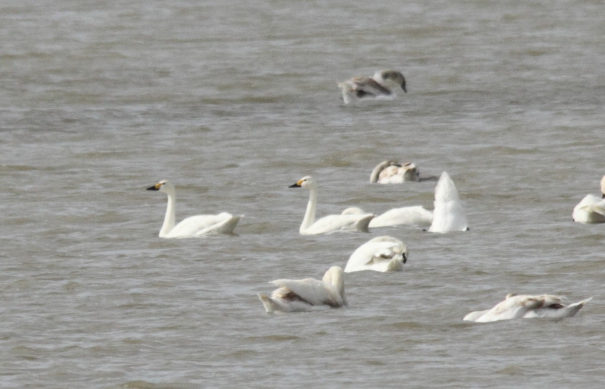 Tundra Swan - ML45019181