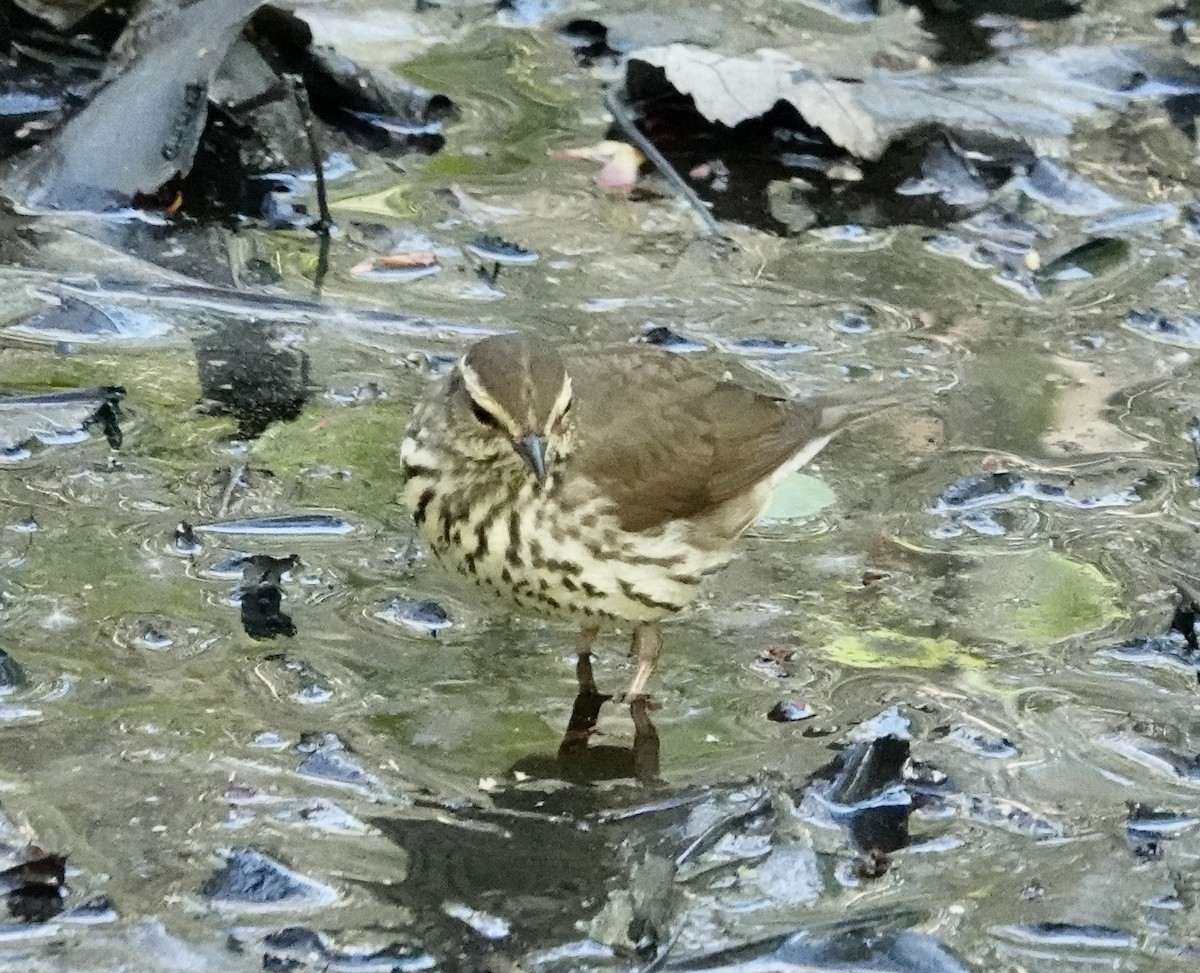 Northern Waterthrush - ML450193641