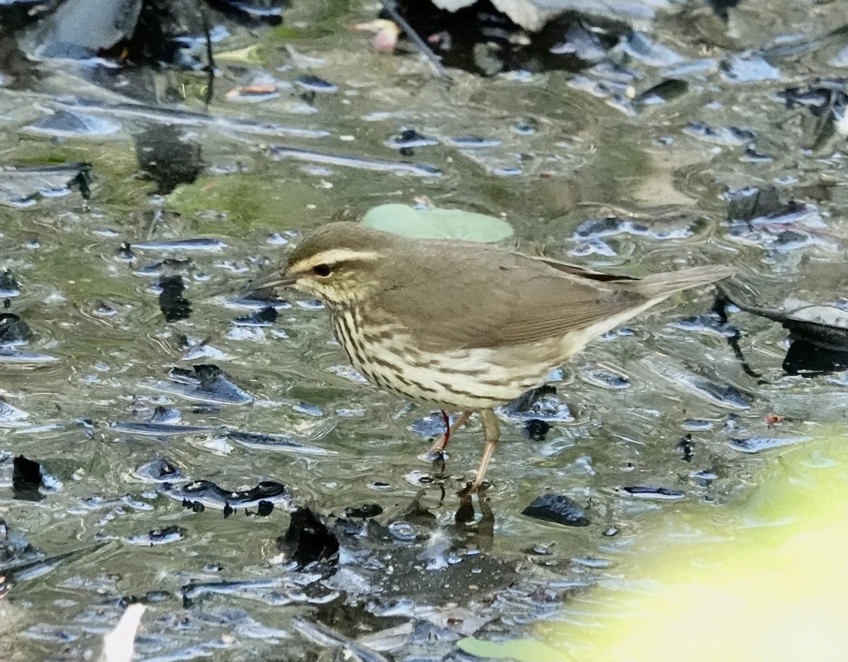 Northern Waterthrush - Margo Goetschkes