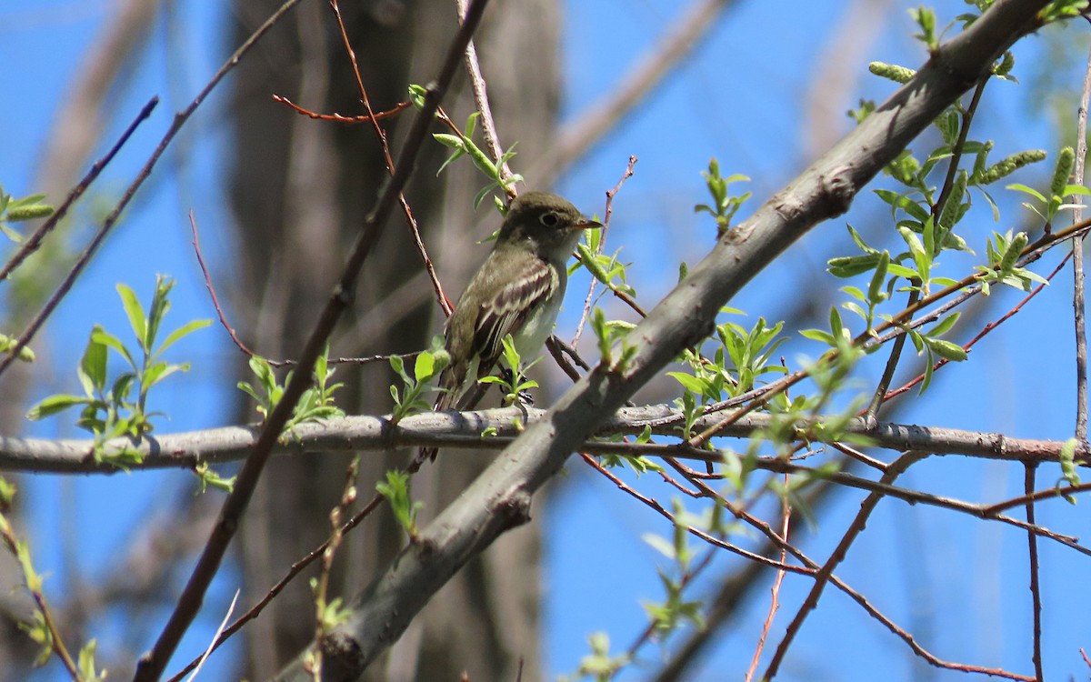 Least Flycatcher - ML450194441