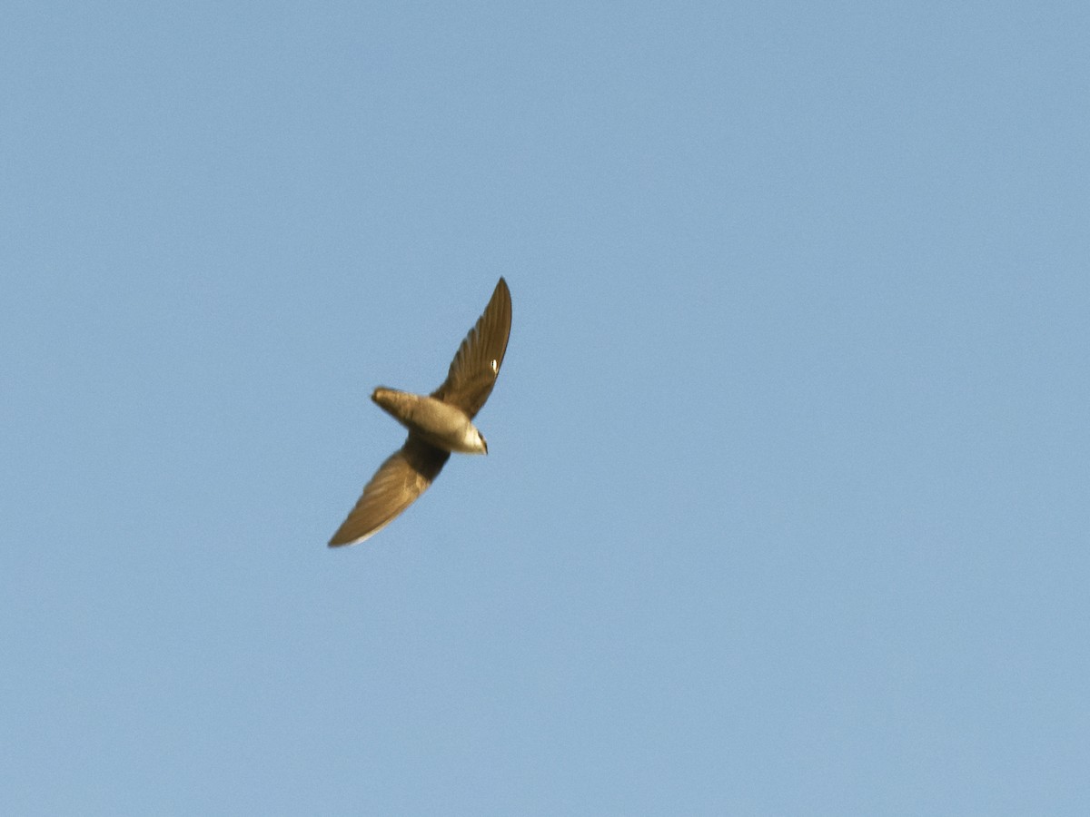 Chimney Swift - Alan Van Norman