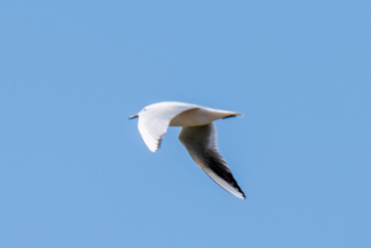 Slender-billed Gull - ML450195751