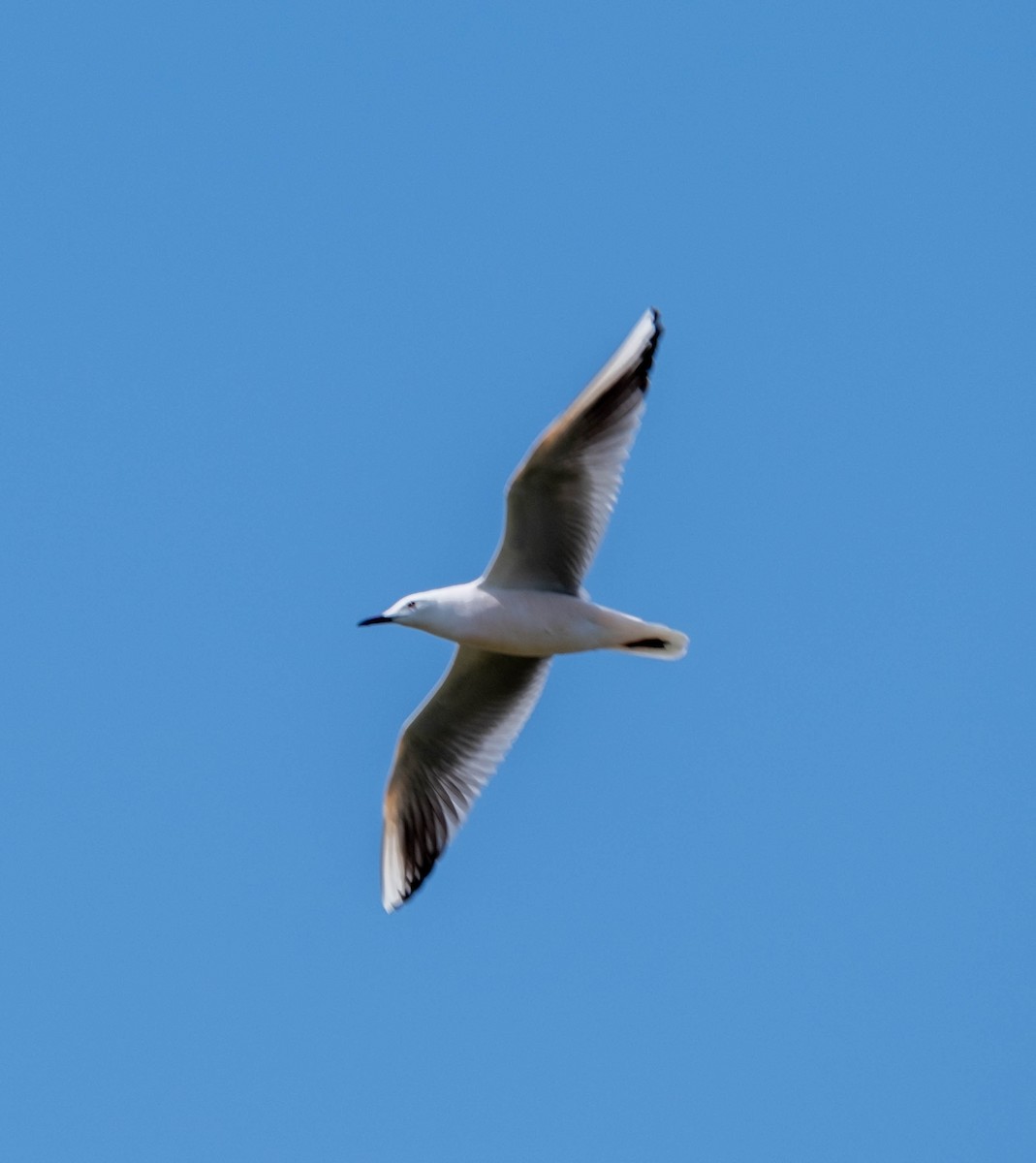 Slender-billed Gull - ML450195781