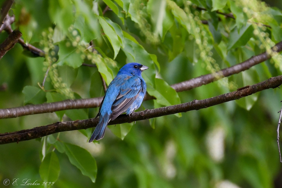 Indigo Bunting - Emily Larkin