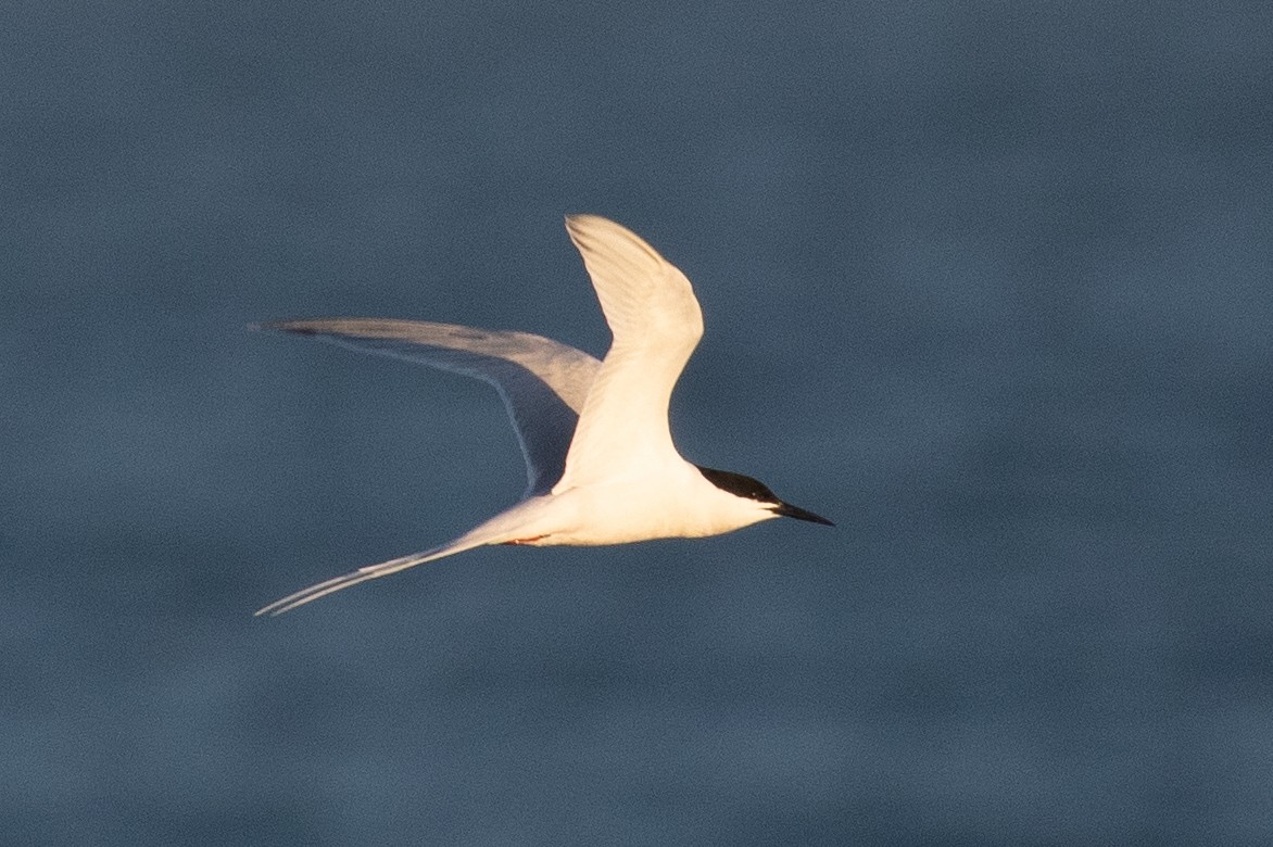 Roseate Tern - ML450199271