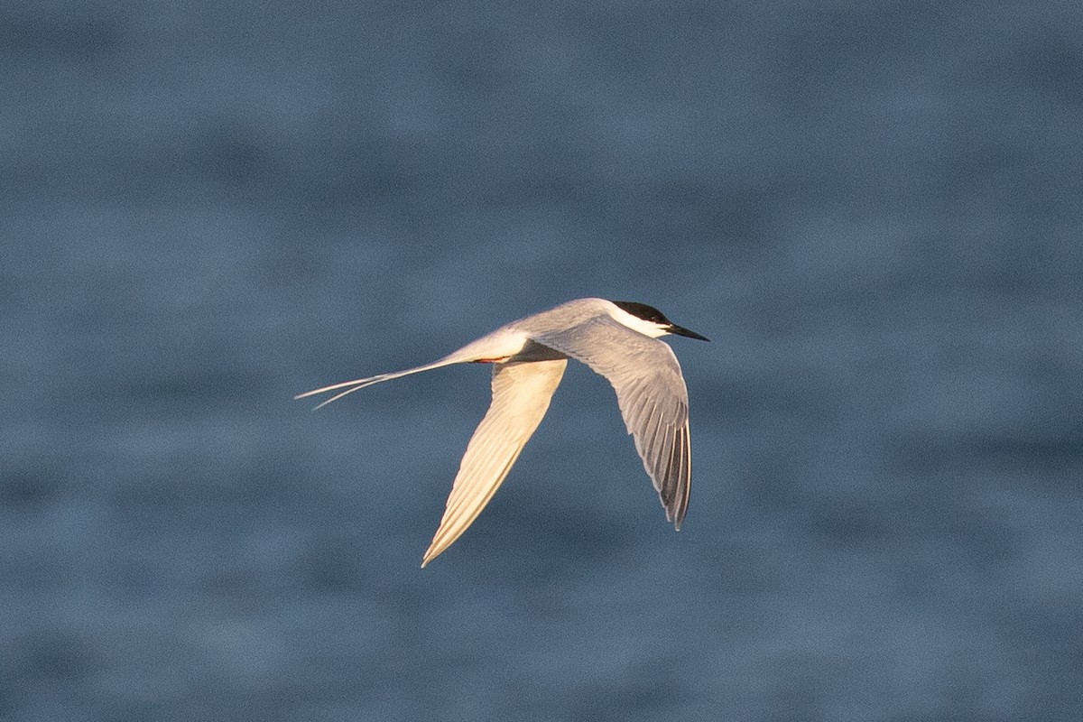 Roseate Tern - ML450199291