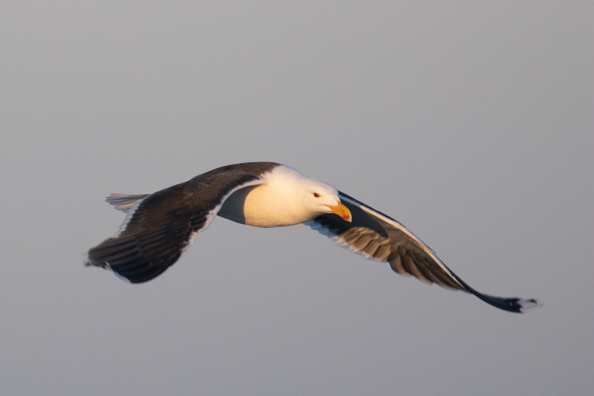 Great Black-backed Gull - Xiaoni Xu