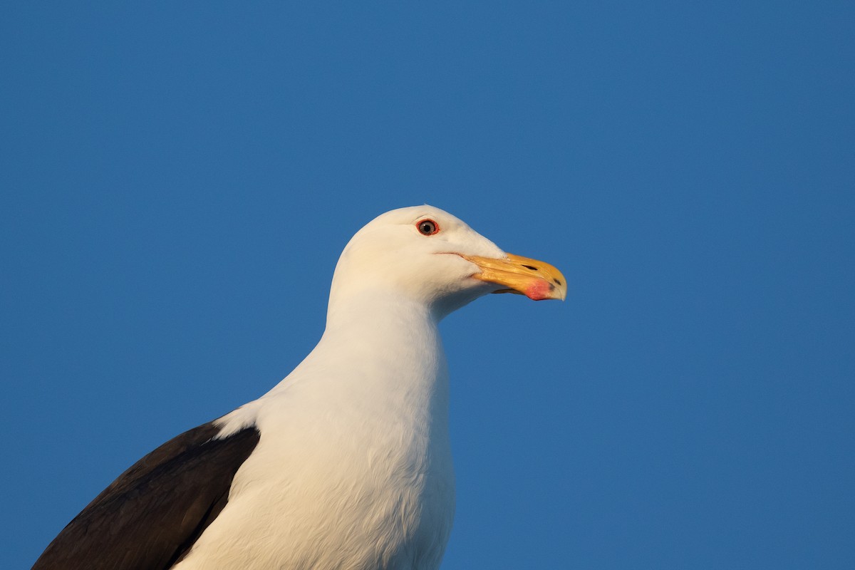 Great Black-backed Gull - ML450199541