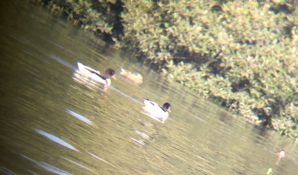 Common Shelduck - ML45019991