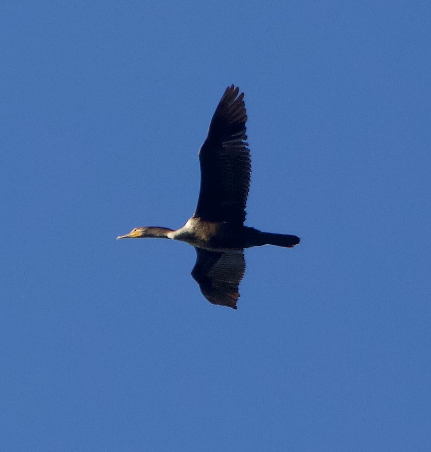 Double-crested Cormorant - Levi Charles