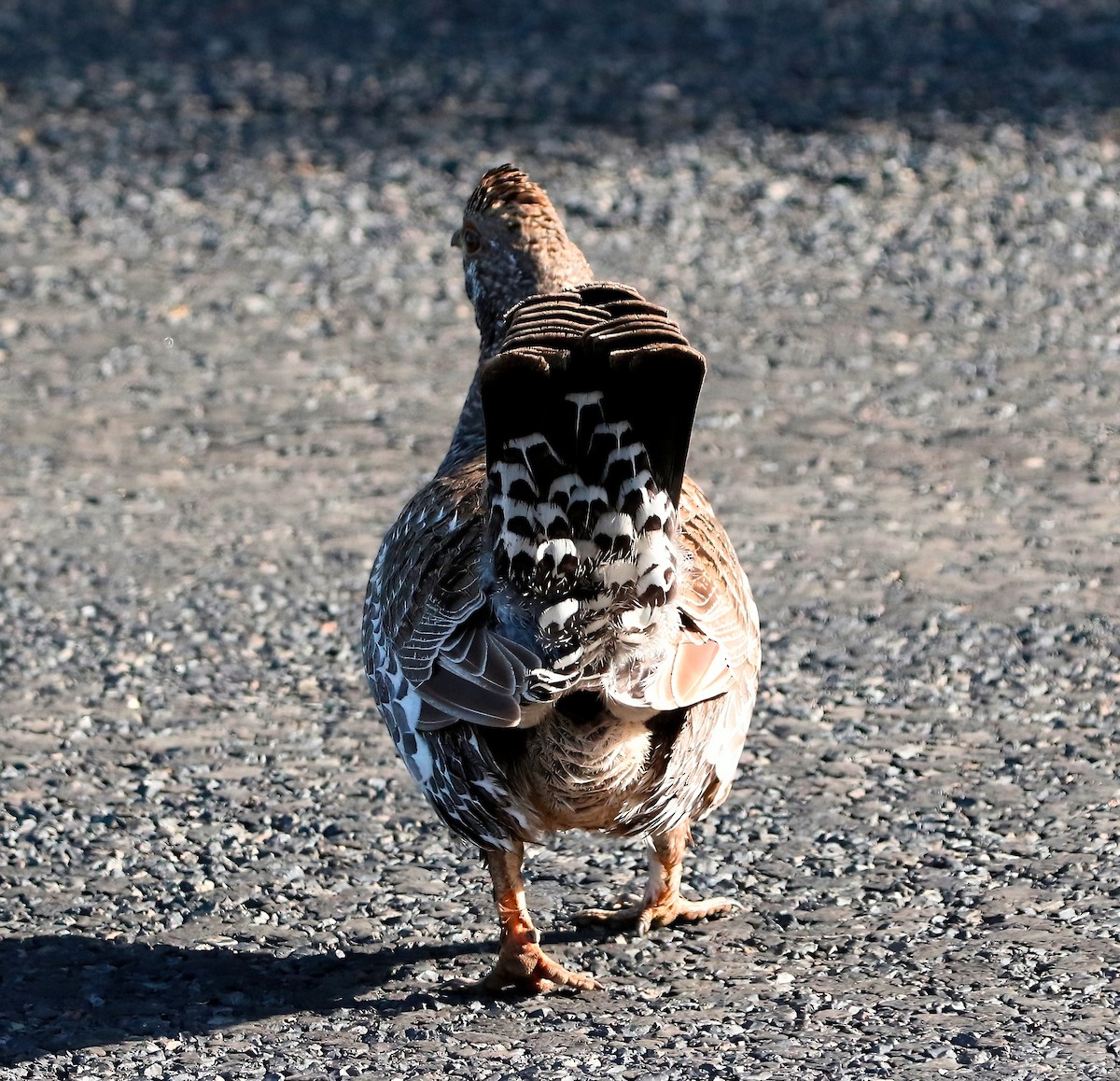 Dusky Grouse - ML450200361