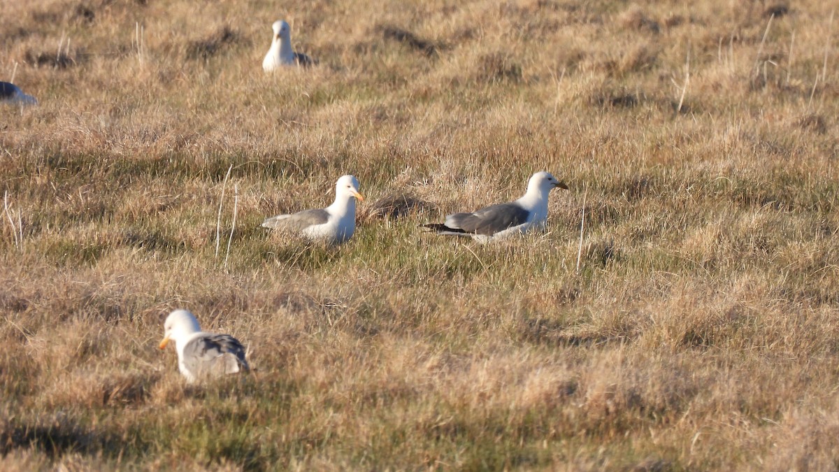 Gaviota Californiana - ML450201681