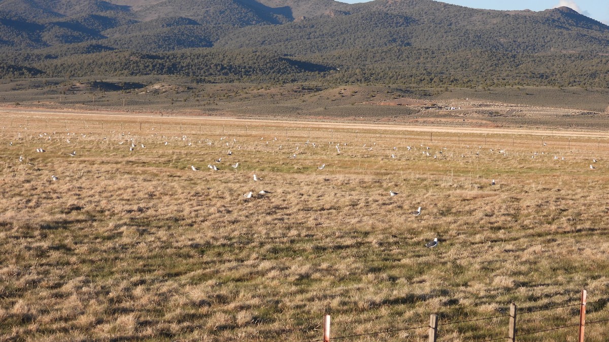 Gaviota Californiana - ML450201691