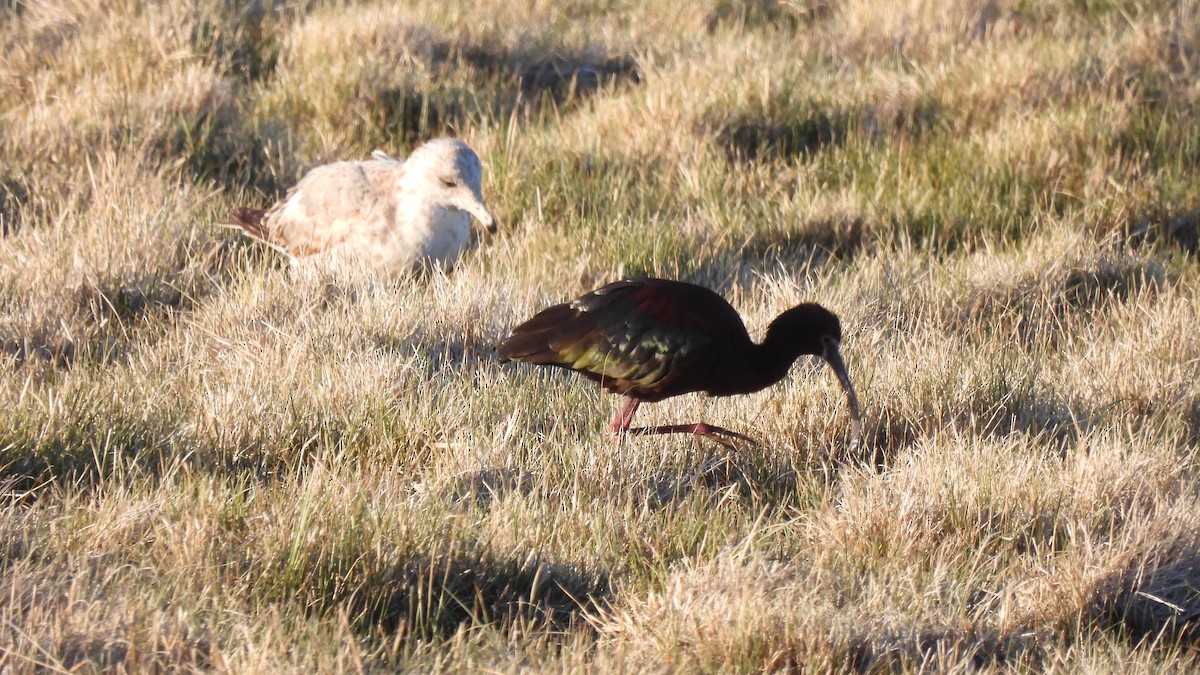 hvitgrimeibis - ML450201721