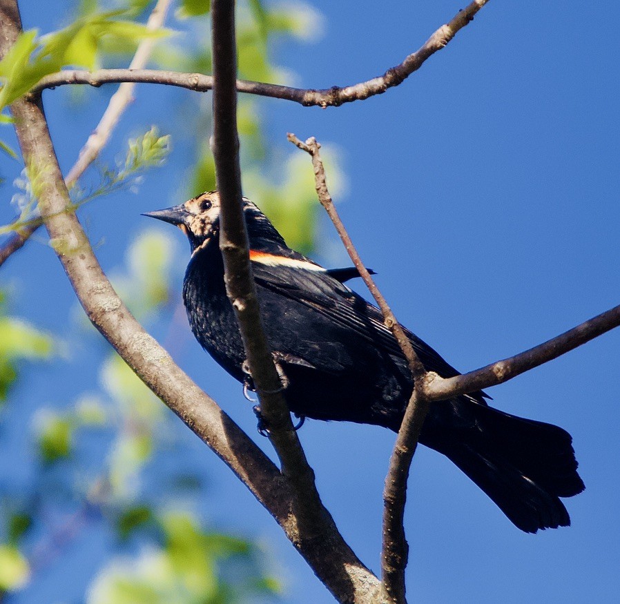 Red-winged Blackbird - ML450201801