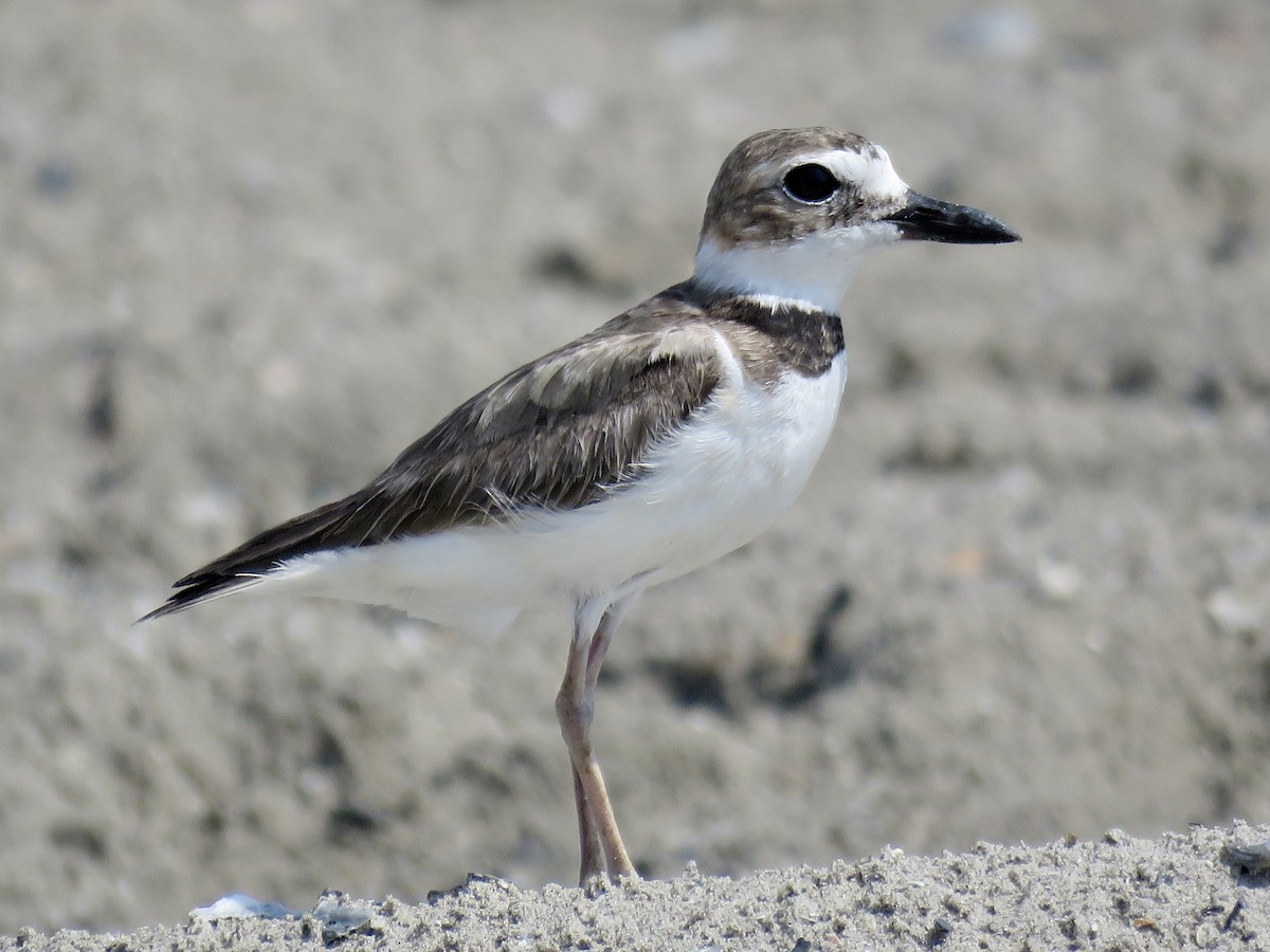 Wilson's Plover - ML450201821