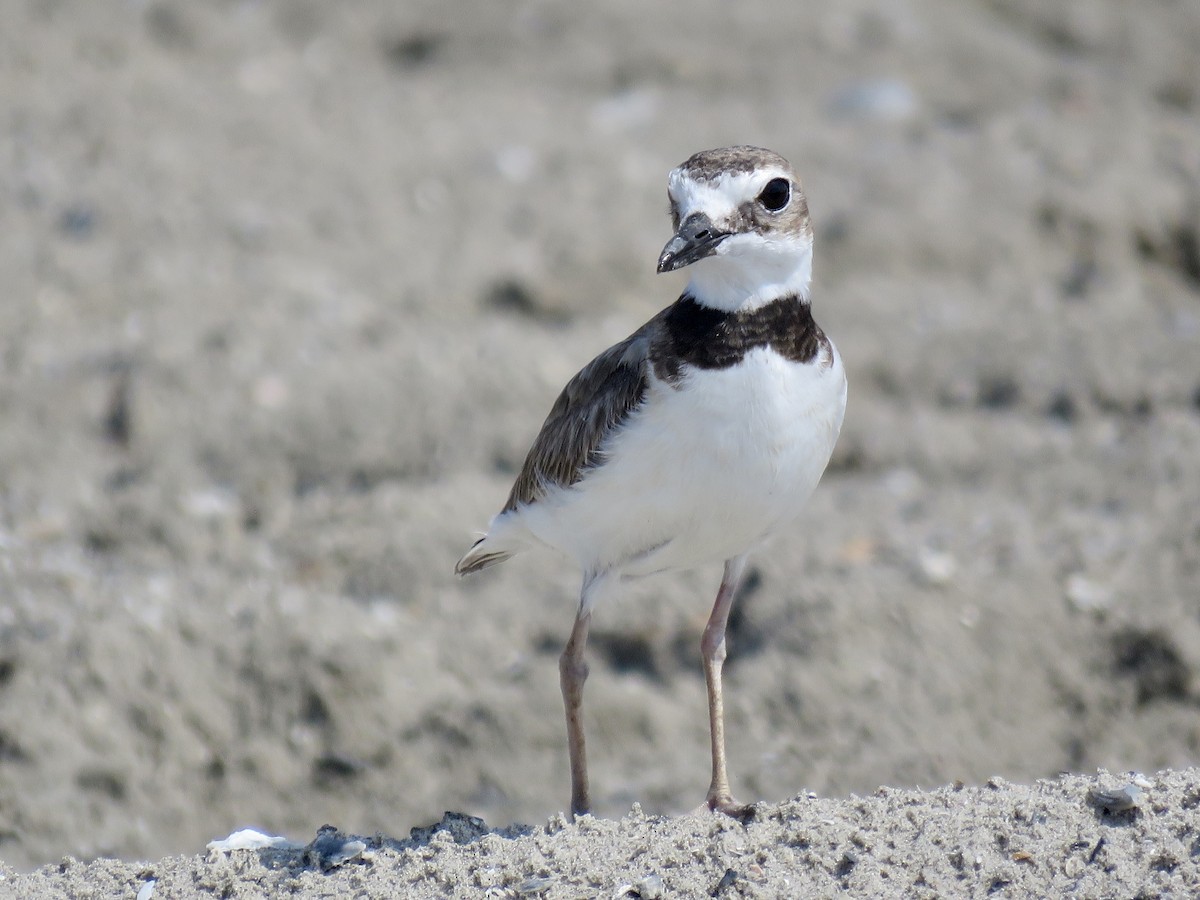 Wilson's Plover - ML450201831