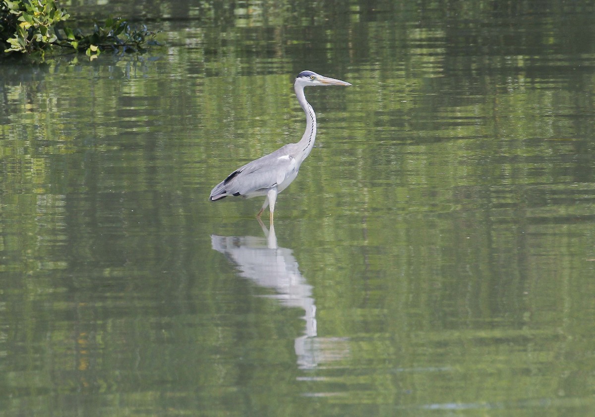 Gray Heron - ML45020231