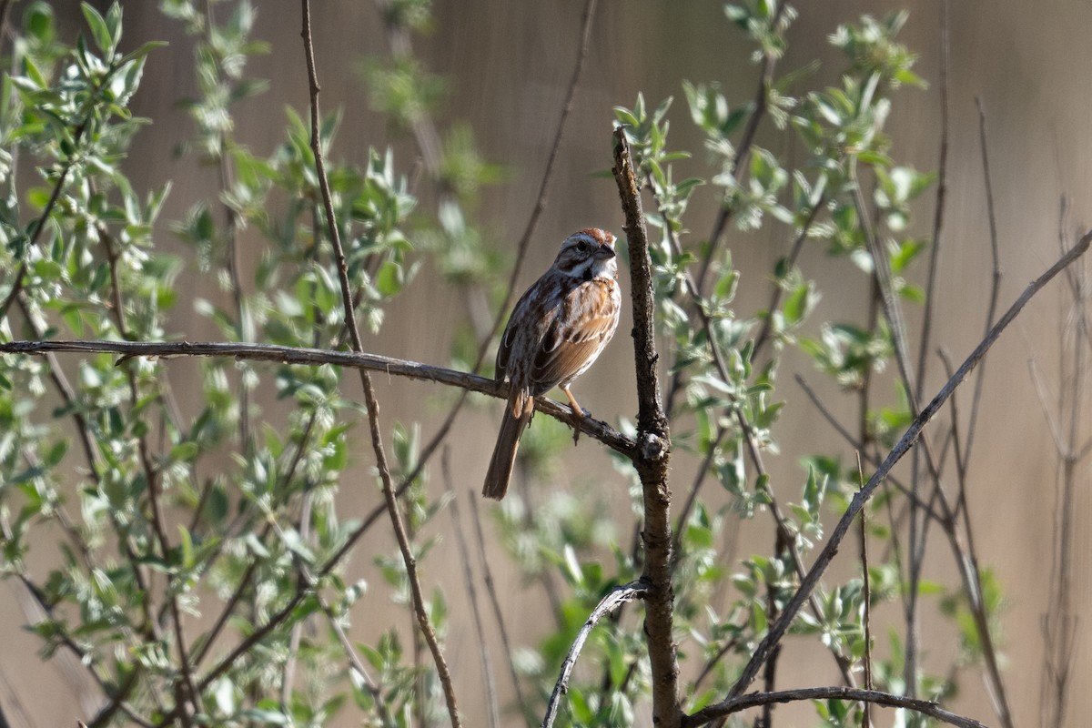 Song Sparrow - ML450202381