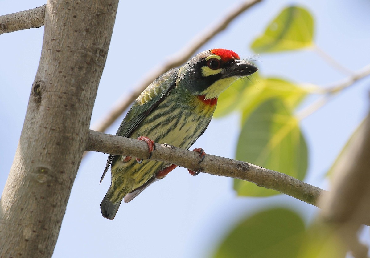 Coppersmith Barbet - Neoh Hor Kee