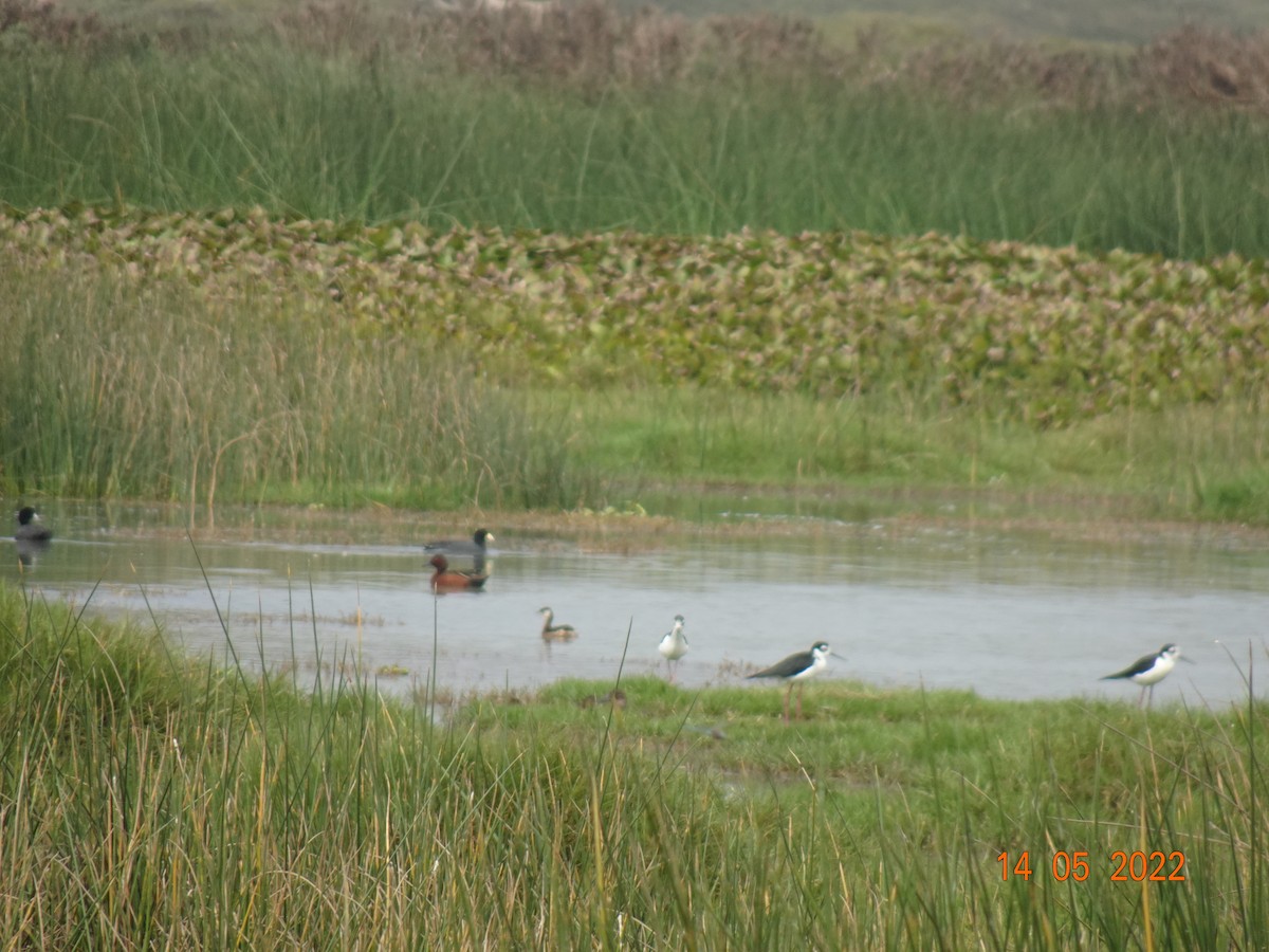 White-tufted Grebe - ML450203501