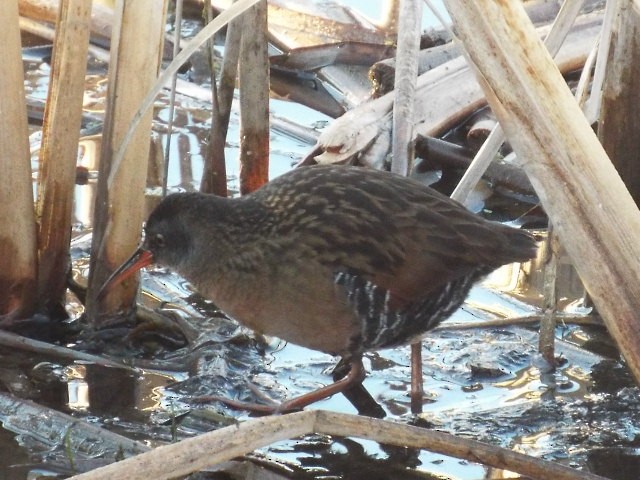 Virginia Rail - ML450203731