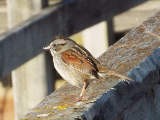 Swamp Sparrow - ML450205531