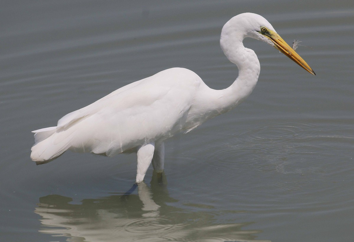 Great Egret - ML45020581